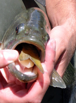 Peces exticos capturados en el ro Segura