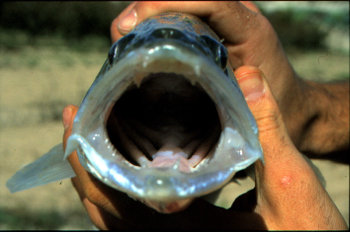 Peces exticos capturados en el ro Segura