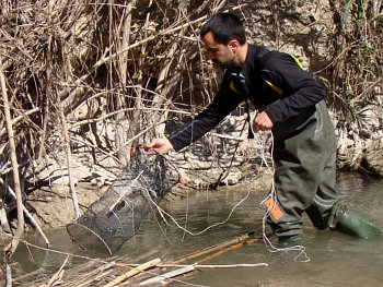 Tcnica de captura pasiva mediante minnow-trap