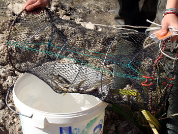 Captura de ejemplares mediante minnow-trap