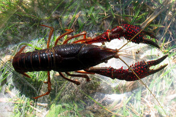 Cangrejo rojo americano