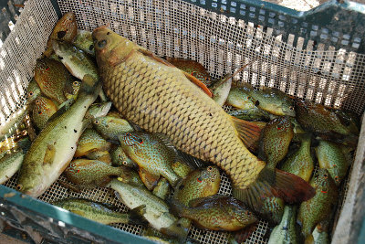 Peces exóticos capturados en el río Segura