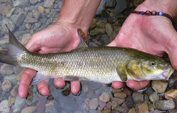 Barbo gitano. Especie autctona