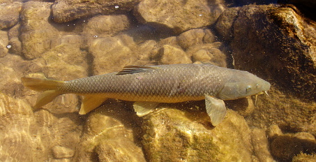 Ejemplar de Barbo gitano